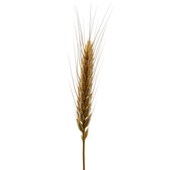 Single ripe golden wheat ear spike isolated for agriculture and food projects isolated PNG with Transparent Background