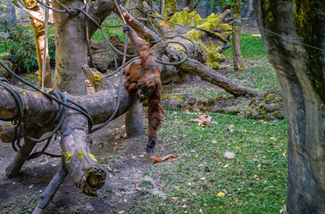 Seattle Zoo Orangutan 3 © George Cole