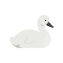 A charming watercolor illustration of a fluffy white baby swan or cygnet sitting peacefully on a clean white background