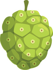 Noni fruit showcasing its distinctive bumpy green skin and multiple eyes, a tropical fruit known for its potential health benefits