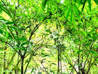 green leaves in the forest