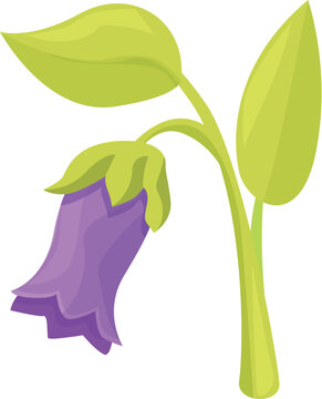 Illustration of a blooming scopolia carniolica, displaying its vibrant purple flower and lush green leaves