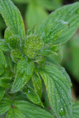 Closeup on an emerging Purple bells or tansy Phacelia nemoralis wildflower in Oregon