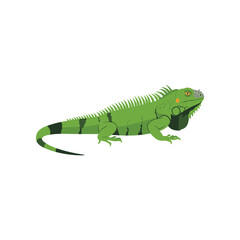 Vibrant green iguana with spiky dorsal crest and banded tail stands alert on a white background a tropical reptile illustration