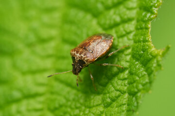 Closeup on a small Cosmopepla intergressa shieldbug in Oregon