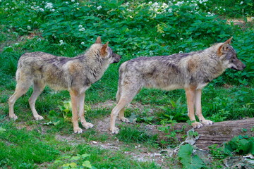 Obraz premium Canis lupus lupus, Canidae family, The wolf's seasonal coat change occurs twice a year, in spring and fall. The remaining winter fur is still visible here. Germany.