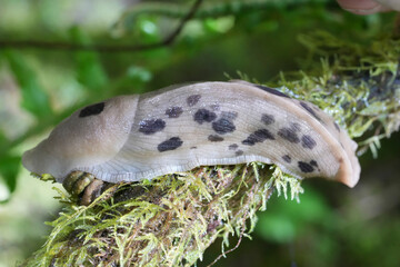 Closeup on a grey colored Pacific bananas slug , Ariolimax columbianus in Oregon