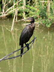 double-crested cormorant bird perched on limb over water