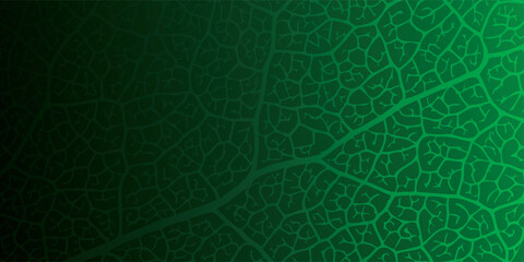 Detailed green leaf venation pattern with vibrant gradient texture natural organic background.