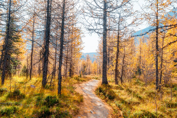 Fototapeta premium Golden larches glow beneath towering mountain peaks at Wonder Pass, capturing a stunning autumn wilderness filled with vibrant color and pristine alpine beauty. 