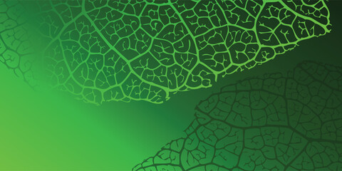 Green Leaf Vein Pattern Abstract Background Texture.