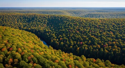 Expansive Lush Green Forest Landscape With Winding River Beneath a Clear Blue Sky