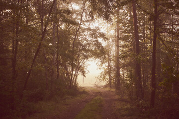 mgła,jesień,leśna droga  © Marcin Łazarczyk