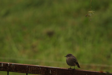 black redstart (Phoenicurus ochruros) female bird perched on fence with green background. Wildlife scene of nature in Europe.
