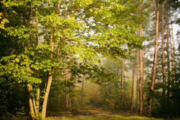 mgła,jesień,las  © Marcin Łazarczyk