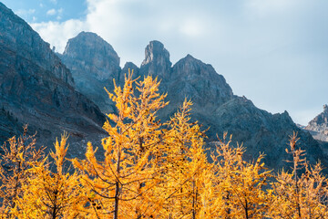Golden larches glow beneath towering mountain peaks at Wonder Pass, capturing a stunning autumn wilderness filled with vibrant color and pristine alpine beauty.
