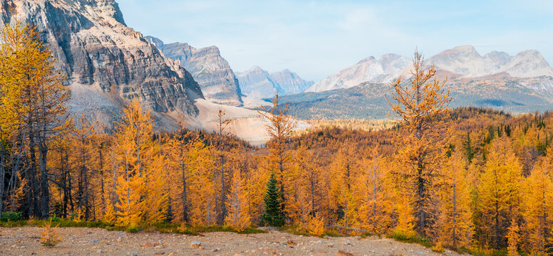 Golden larches glow beneath towering mountain peaks at Wonder Pass, capturing a stunning autumn wilderness filled with vibrant color and pristine alpine beauty.