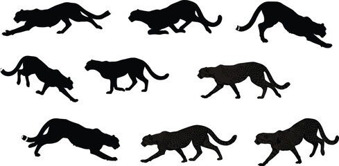 Cheetah Running Silhouettes and Detailed Sprint Poses Showing Motion Sequence and Anatomy — Wildlife Vector Set for Nature, Biology, and Animation Design