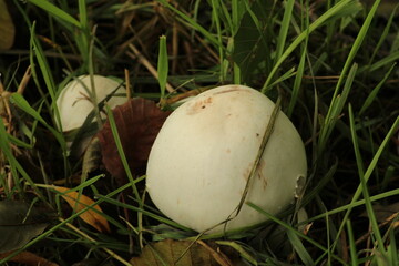 Agaricus campestris is a widely eaten gilled mushroom closely, is commonly known as the field mushroom or, in European, meadow mushroom.Field mushroom on a meadow, close up.
