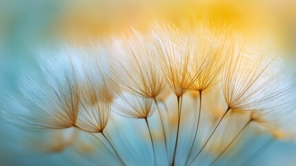 Close up of dandelion seeds with soft golden and blue background