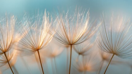 Delicate dandelion seeds with water droplets against a soft blue background