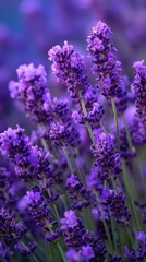 Close up of blooming purple lavender flowers in a field