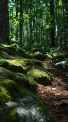 Sunlight filtering through a lush green forest onto mossy rocks and a forest path