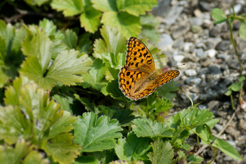 High brown fritillary butterfly (Fabriciana adippe) sitting on a green leaf in Zurich, Switzerland