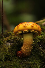 Yellow Pholiota Aurivella mushrooms on a tree close up. Amazing beautiful mushroom background wallpaper. Orange mushroom on a tree with green blurred bokeh background. Mushroom pc an mobile backdrop
