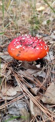 Bright Red Fly Agaric Among Green Moss And Fallen Autumn Leaves In A Quiet Forest