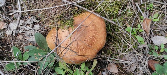 Autumn Aspen Mushroom In The Forest Among Green Grass And Moss Under Soft Natural Light