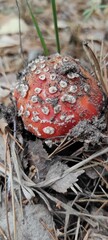 Bright Red Fly Agaric Among Pine Needles And Forest Litter In Autumn Coniferous Woodland