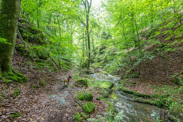 Beautiful green forest Hiking path with Sandstone chalk rock formations in Berdorf Mullerthal Luxembourg