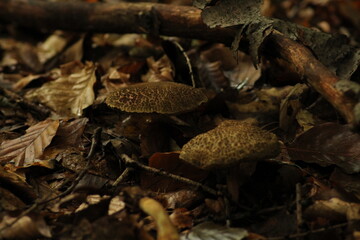 Xerocomellus chrysenteron, known as Boletus chrysenteron or Xerocomus chrysenteron - edible mushroom. Fungus in the natural environment.
