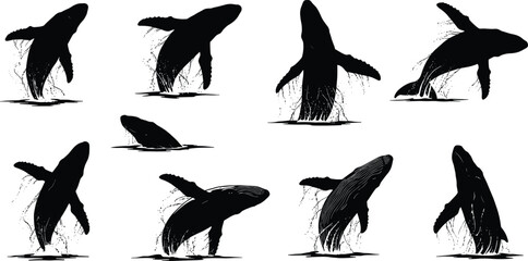 Humpback whale silhouette collection breaching and splashing in ocean water, marine wildlife vector illustration design for sea life, nature, and aquatic animal artwork © Hello there