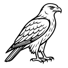 Fototapeta premium Detailed line art drawing of a hawk in profile view 