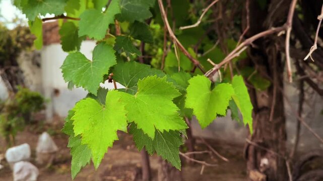 Grape leaves on a vine bright green foliage perfect for agriculture and nature-themed designs