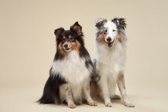 A pair of Shelti dogs sit side by side, their fur contrasting against the beige background. The soft lighting enhances their expressive faces and elegant postures.
