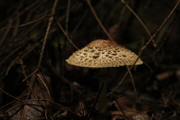 Parasol mushroom (macrolepiota procera) growing on forest floor
