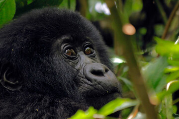 Portrait of mountain gorilla