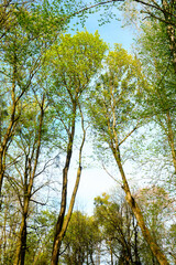 Obraz premium Blooming tree branches. Close-up of white magnolia flowers of a green spring park. blurred foreground