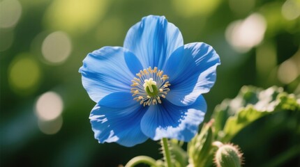  a blue poppy flower with its petals and buds in the foreground, set against a blurred green background