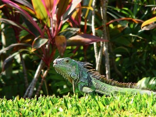 green iguana lizard in grass tropical