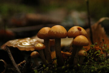 Kuehneromyces mutabilis (synonym: Pholiota mutabilis), known as the sheathed woodtuft, wild edible mushroom 