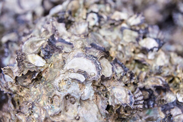 Close-up of rough textured oyster shells in natural formation.