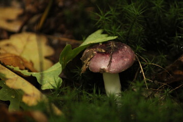 Russula sardonia (Primrose Brittlegill) mushroom in forest of Czech republic