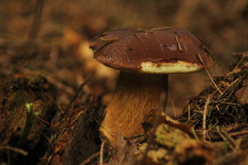 A single Imleria badia or bay bolete mushroom stands tall amidst vibrant brown leaves in a forest setting, conveying harmony and natural beauty in the wilderness
