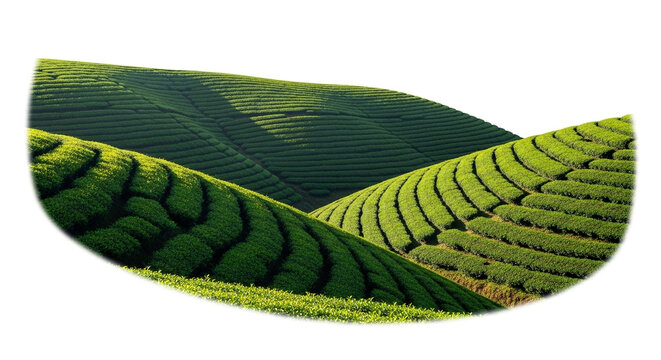 Aerial view of a tea plantation on rolling hills, showcasing the lush green landscape and the meticulous cultivation of tea plants in a serene setting