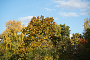 Autumn  yellow  bright golden trees in the garden, forest, park.