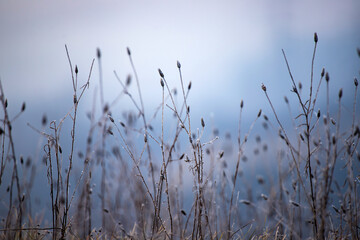 Obraz premium Merry Christmas and happy new year greeting card. Winter landscape with snow .